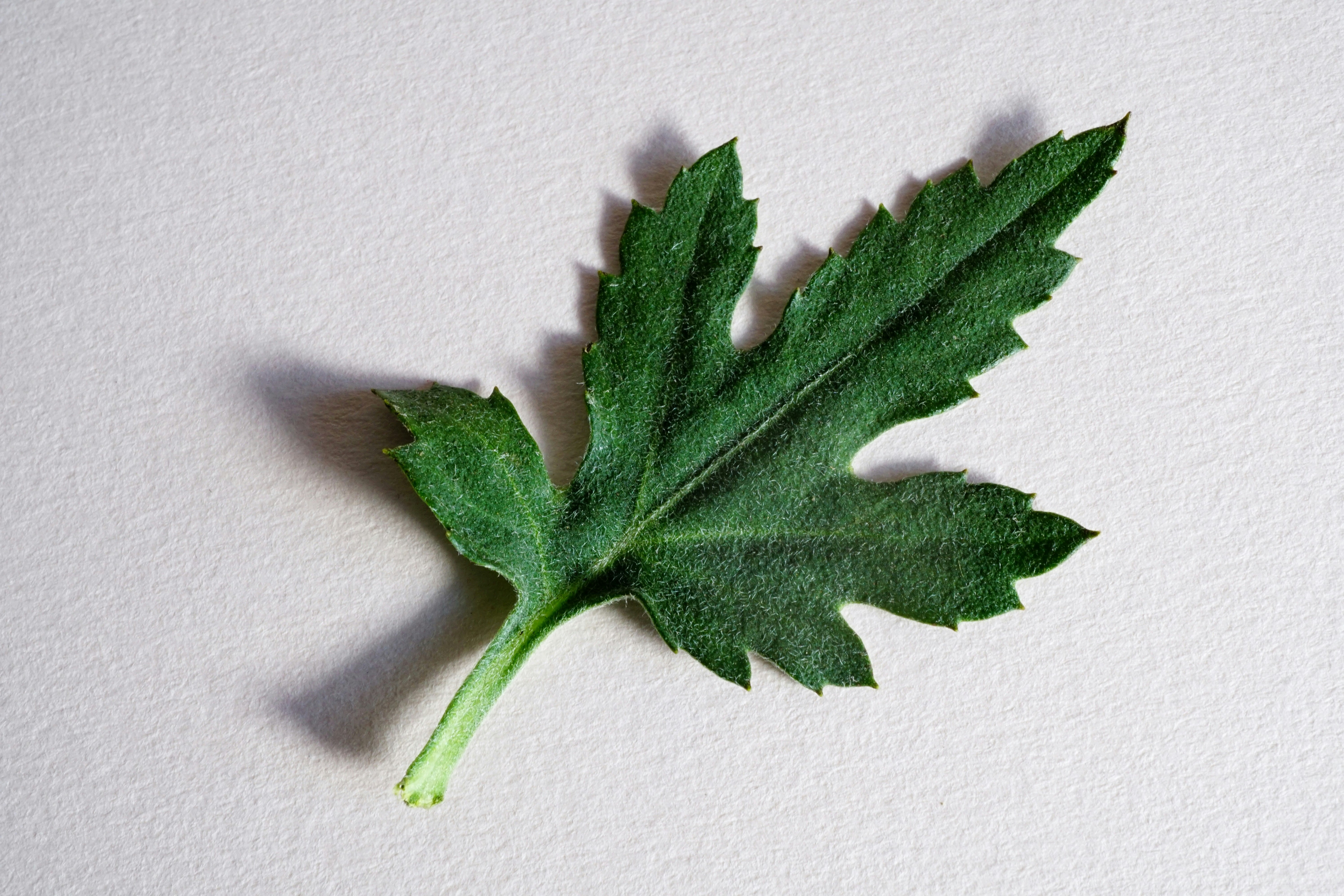 green leaf on white surface